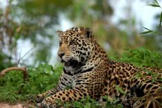 min-jaguar-fra-pantanal