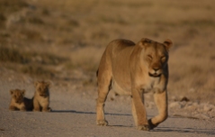 Lioness w cubs small