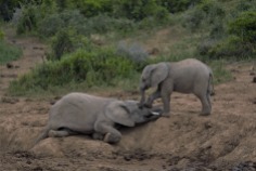 Baby elephant playing_edited