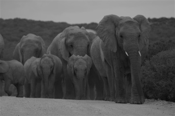 Elephant herd Addo_small